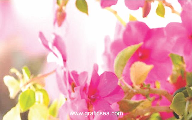 Photo studio Pink Flower image background free download