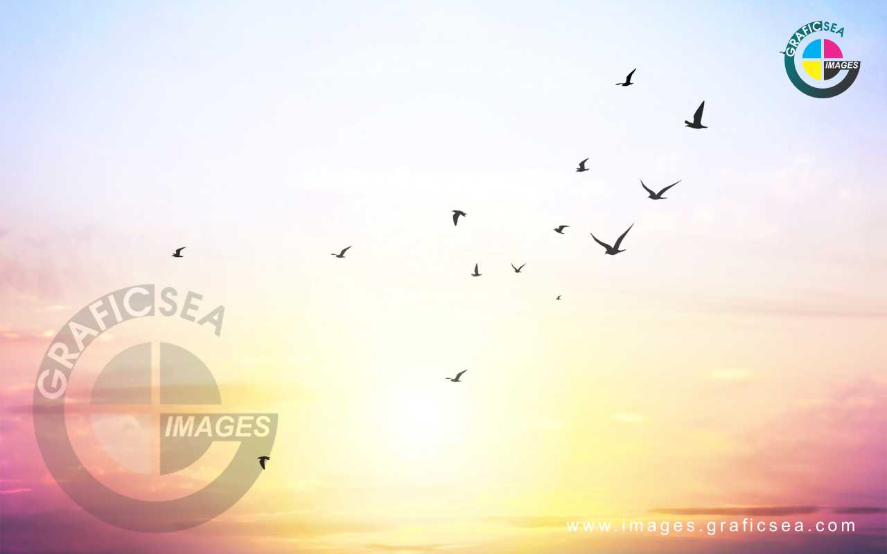 Birds Sky View Desktop Image